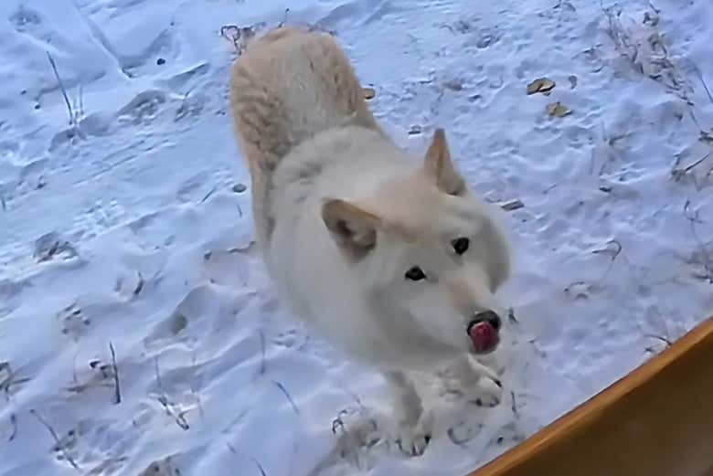 La mirada noble de un perro lobo