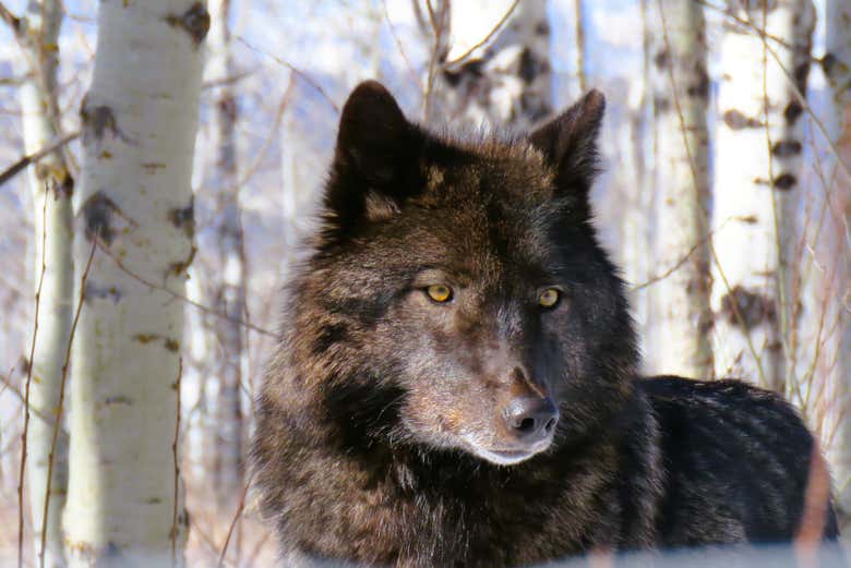 Una elegante lobo híbrido en Yamnuska