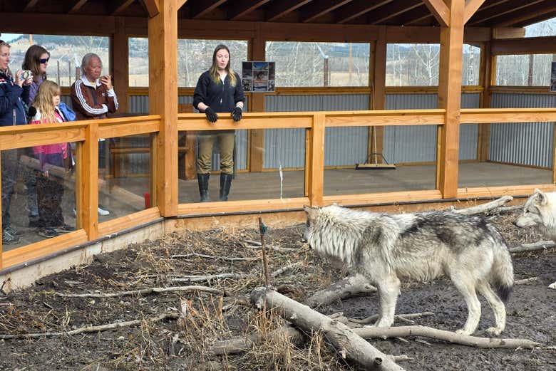 Observando a los perros lobos de Yamnuska