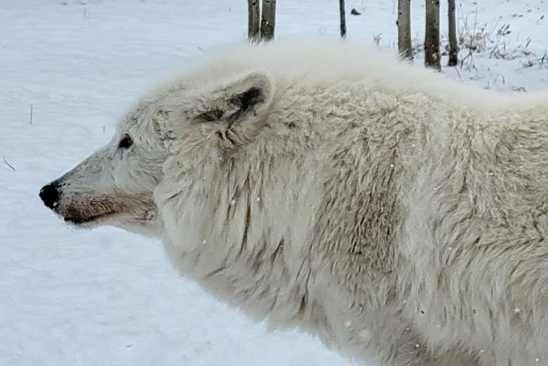 Aprenderemos sobre el comportamiento de los perros lobo