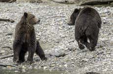 Avistamiento de osos grizzly