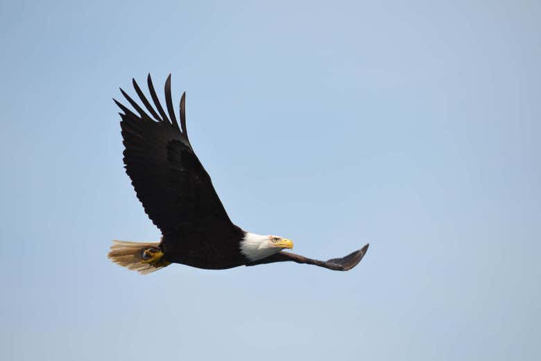 Eagle flying over Campbell River