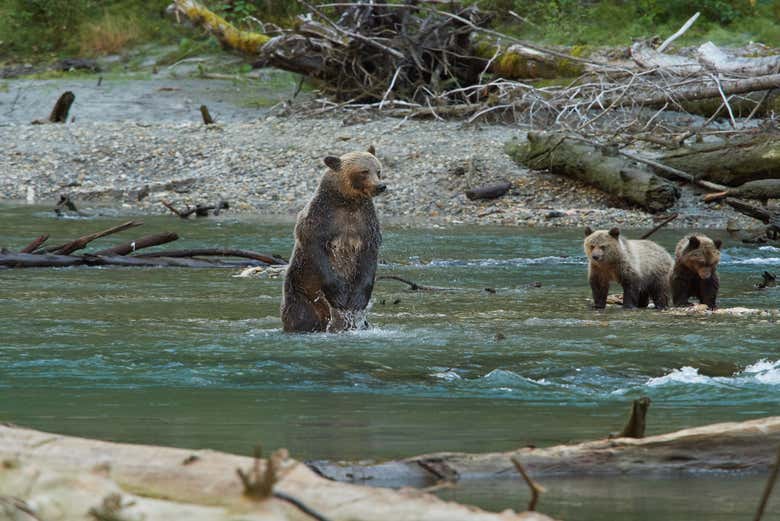 Un grizzly dans la rivière