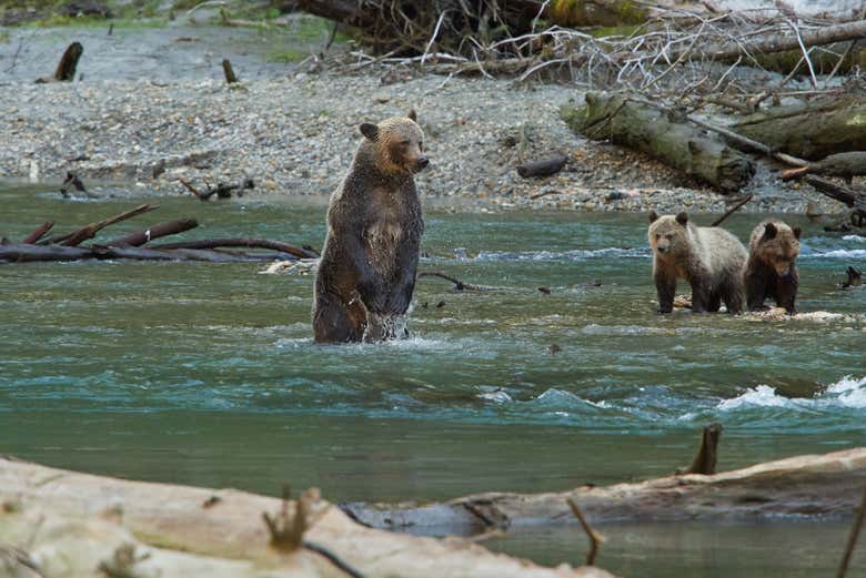 Osos grizzly en el río