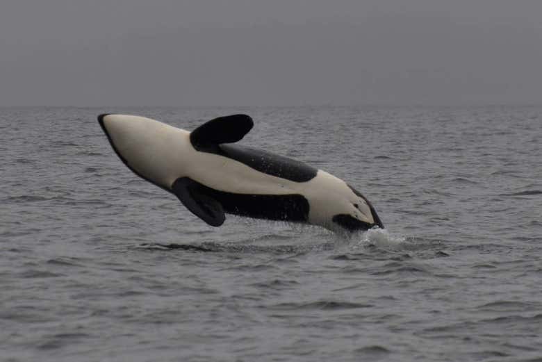 Killer whale in Campbell River