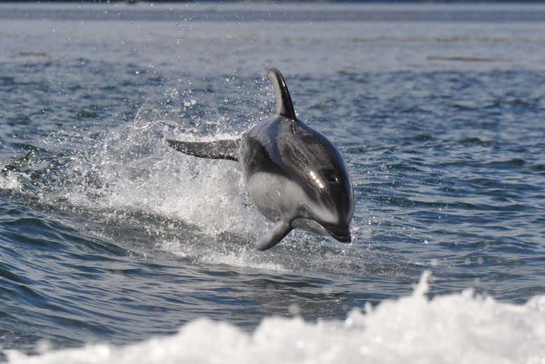 See dolphins in Campbell River