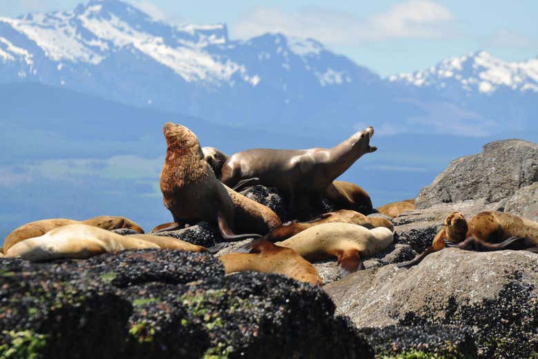 Leoni marini a Campbell River