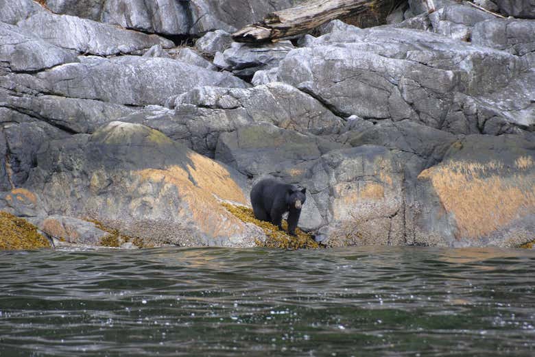 Spotting a bear on the banks of Campbell River