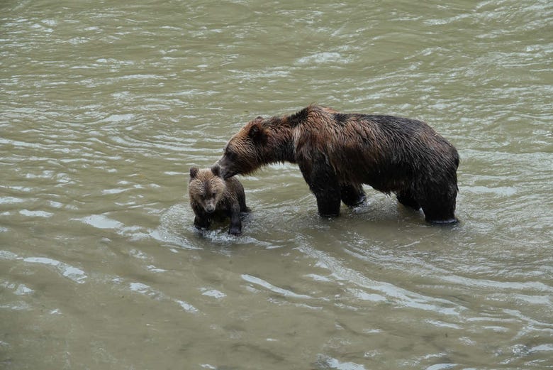 Ursos grizzly em Campbell River