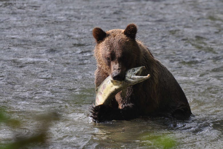 Um urso caçando um salmão