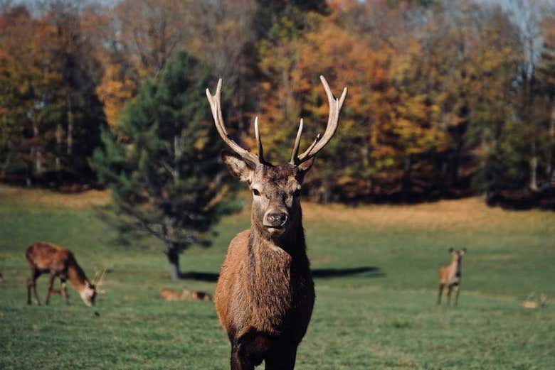 Veremos a los majestuosos alces
