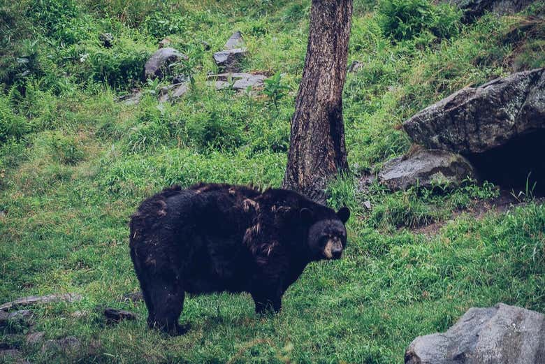 Oso negro canadiense