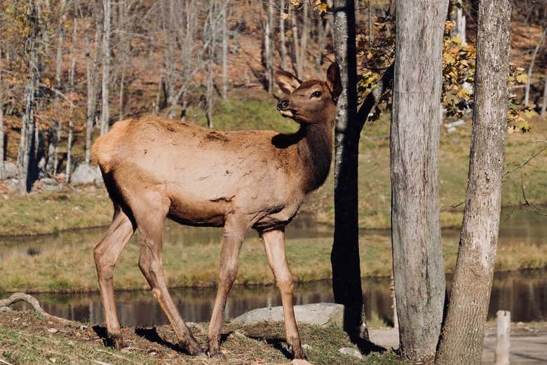 Uno de los ciervos de Omega Park