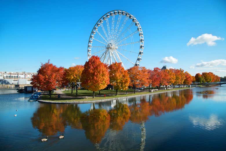 Contemplando La Grande Roue de Montréal 