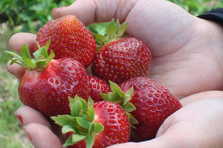Fragole appena raccolte