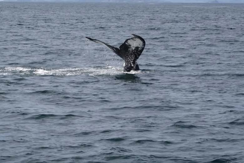 Una ballena en las aguas de Terranova