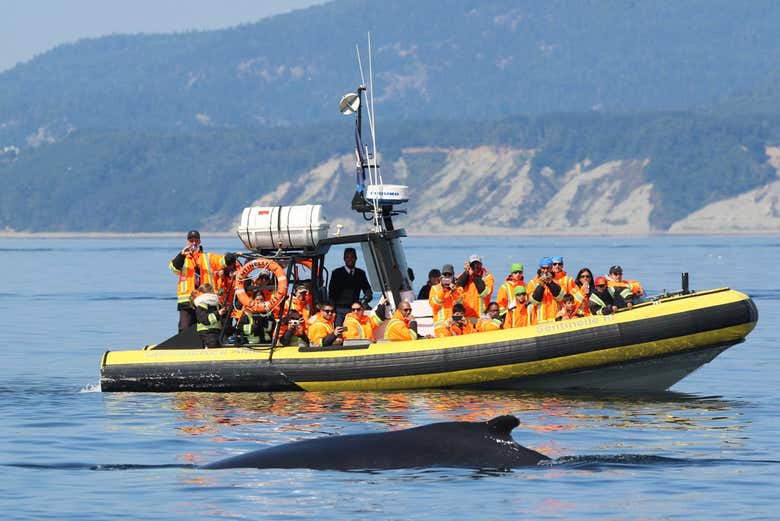 Nos acercaremos con la lancha hasta el hábitat de las ballenas