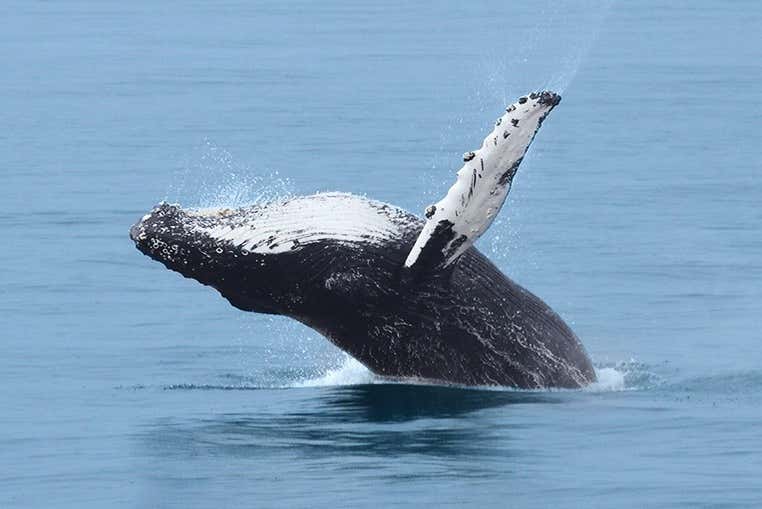 Balena nel suo habitat naturale