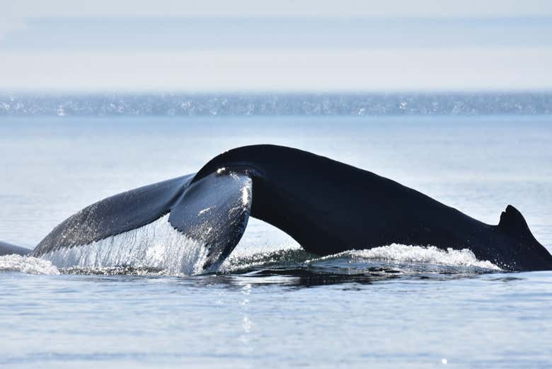 Pronti a fare whale watching?