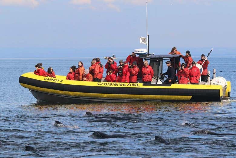 Observando a las ballenas desde la lancha