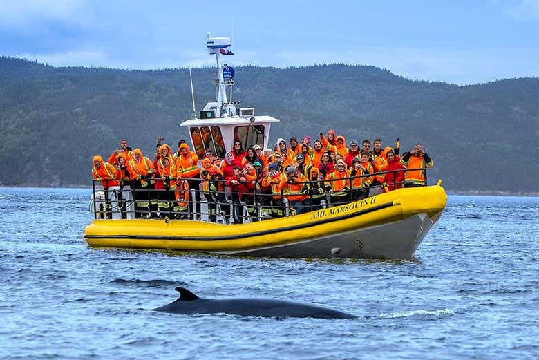 Contemplando una ballena desde la zodiac