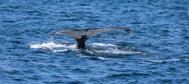 Balade en zodiac avec observation de baleines