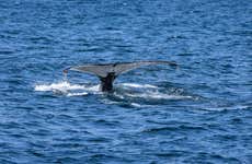 Balade en zodiac avec observation de baleines