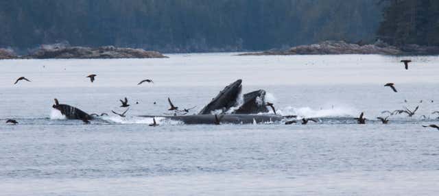 Broughton Archipelago Whale & Dolphin Watching