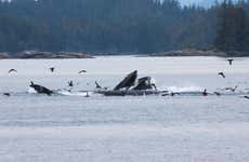 Avistamento de baleias e golfinhos no arquipélago de Broughton