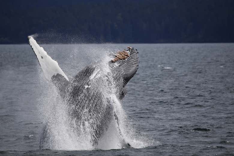 Keep your eyes peeled for humpback whales