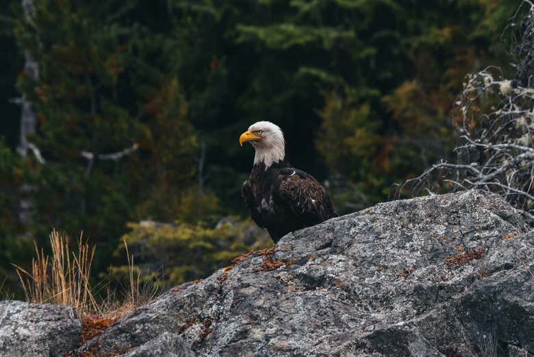 Osserveremo diverse specie animali
