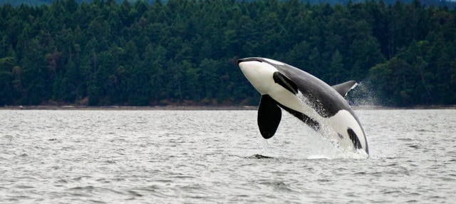 Circuito de 8 días por Canadá con avistamiento de ballenas