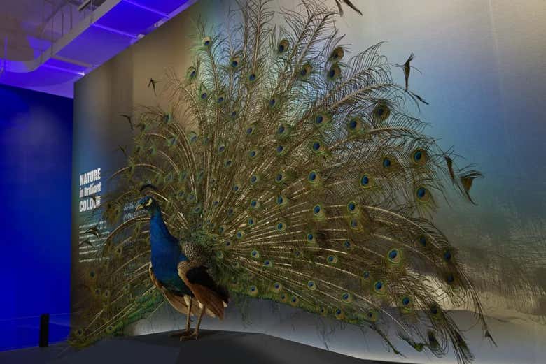 Step inside the Royal Ontario Museum