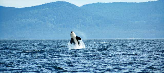 Avistamento de orcas em Vancouver