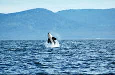Avistamiento de orcas en Vancouver