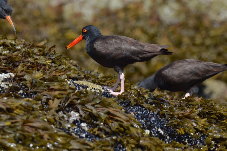 Gli uccelli che sorvolano Howe Sound