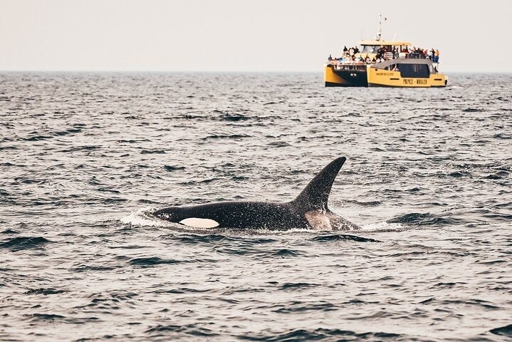 Avvistamento di orche a Vancouver