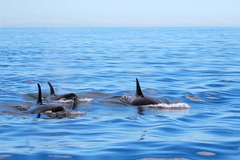 Avistamiento de ballenas de Victoria