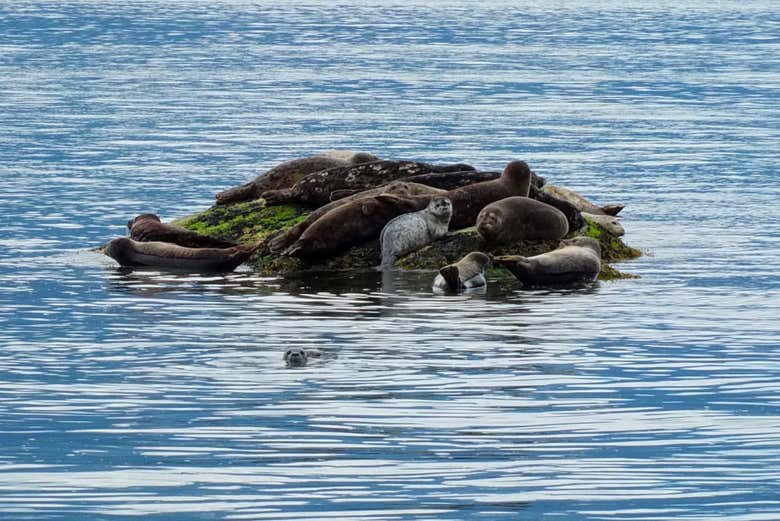 Una colonia di foche
