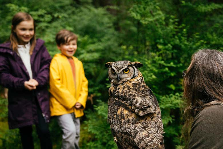 Observando uma coruja