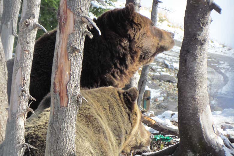 Oso pardo en el bosque de Vancouver