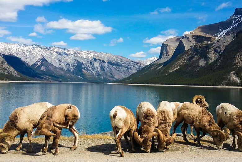 Lago Minnewanka