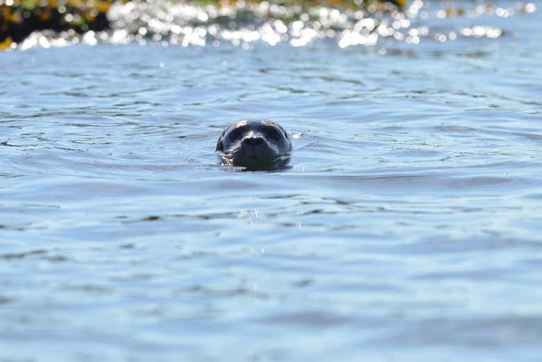 Una foca di Howe Sound