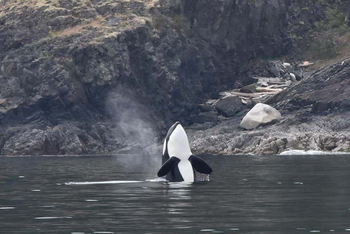 A killer whale surfacing
