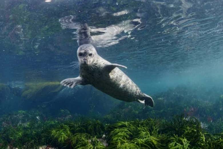 Podréis avistar una colonia de focas