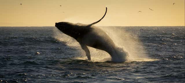 Observation de baleines au coucher de soleil