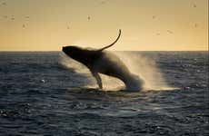 Sunset Whale Watching Trip