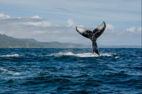 Avistamiento de ballenas en lancha rápida