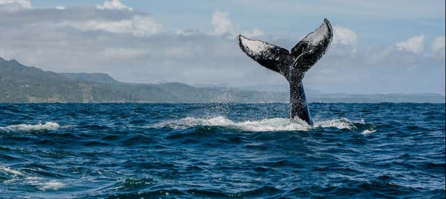 Avistamiento de ballenas en lancha rápida