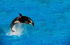 Avistamiento de ballenas en Victoria